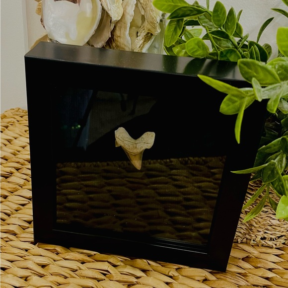 Fossil - Otodus Shark Tooth fossil wall art framed - Picture 5 of 6